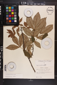 Carya pallida image