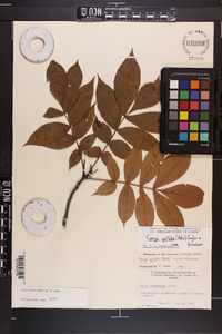 Carya pallida image