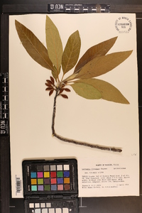 Leitneria floridana image