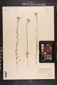 Physaria gracilis subsp. gracilis image