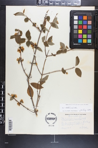 Philadelphus hirsutus image