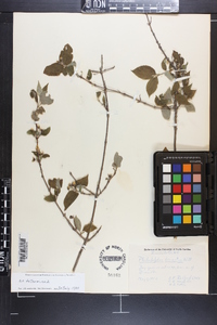 Philadelphus hirsutus image