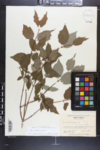 Philadelphus hirsutus image