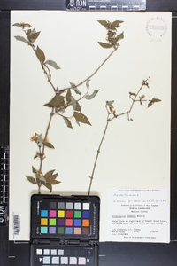 Philadelphus hirsutus image