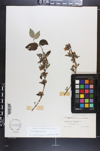 Philadelphus hirsutus image