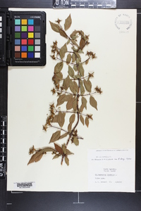 Philadelphus inodorus image