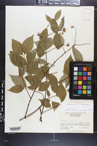 Philadelphus inodorus image