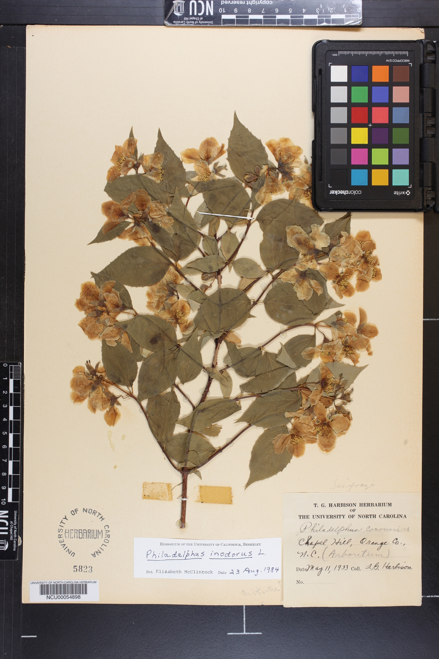 Philadelphus inodorus image
