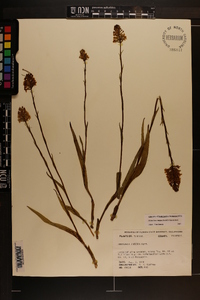 Platanthera integra image