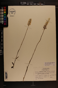 Platanthera nivea image