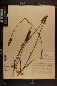 Platanthera nivea image