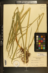 Glyceria septentrionalis image