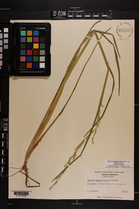 Glyceria septentrionalis image