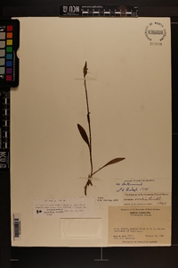 Spiranthes ovalis image