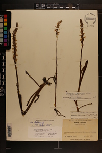 Spiranthes cernua image