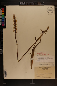 Spiranthes odorata image