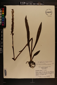 Spiranthes odorata image