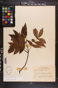 Carya pallida image