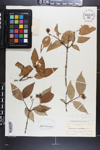 Philadelphus inodorus image