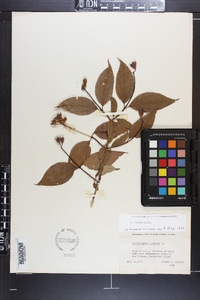 Philadelphus inodorus image