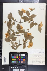 Philadelphus inodorus image