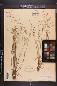 Juncus debilis image