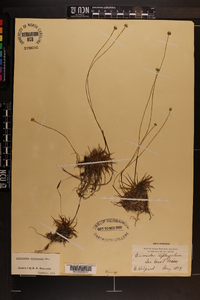 Eriocaulon compressum image