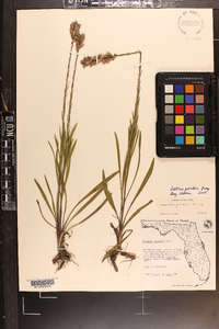 Liatris garberi image