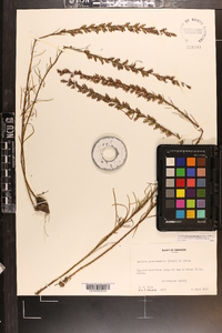 Liatris microcephala image