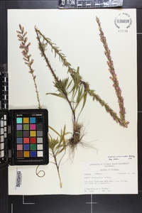 Liatris provincialis image