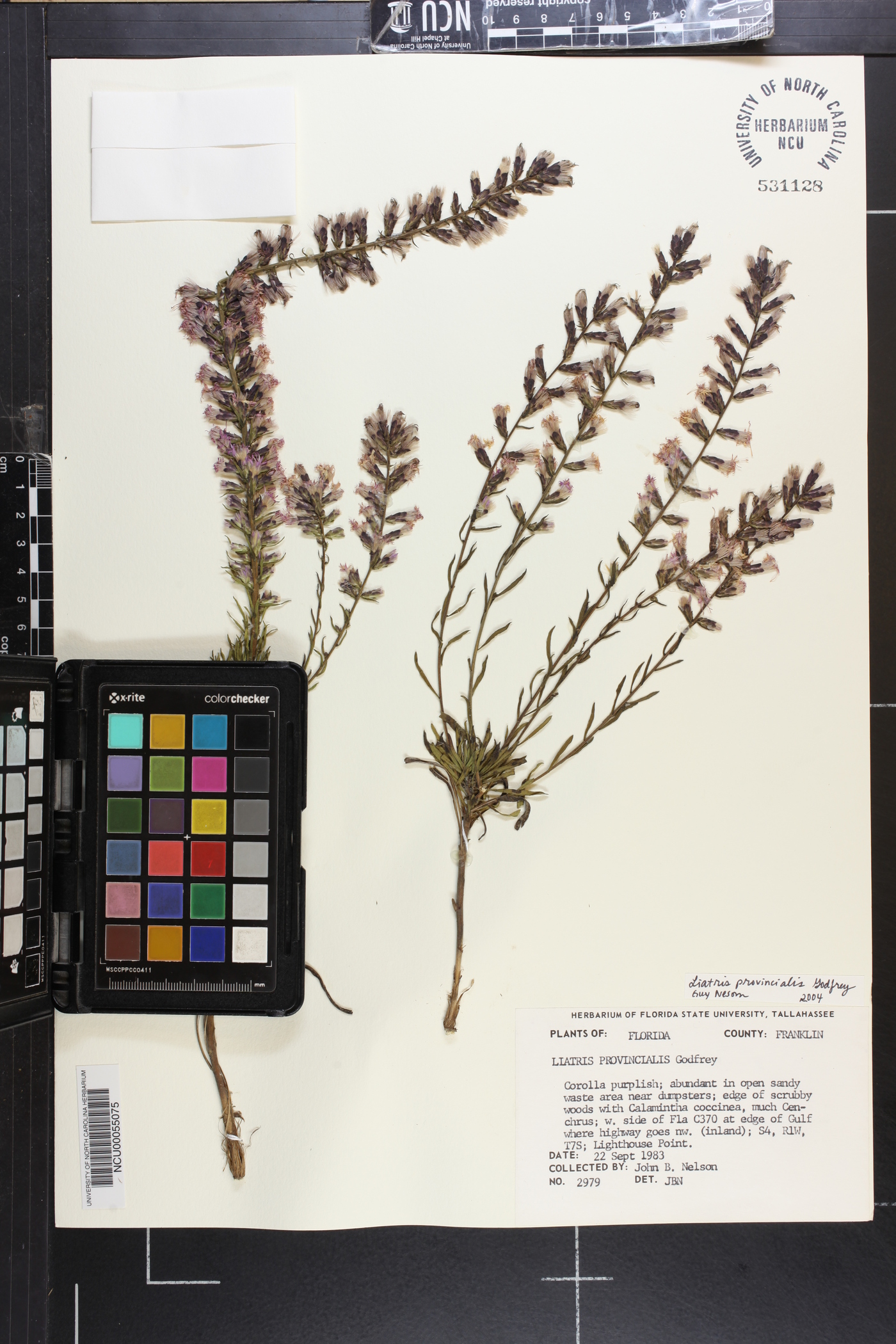Liatris provincialis image