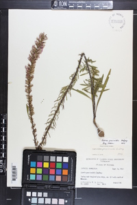 Liatris provincialis image