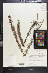 Liatris provincialis image