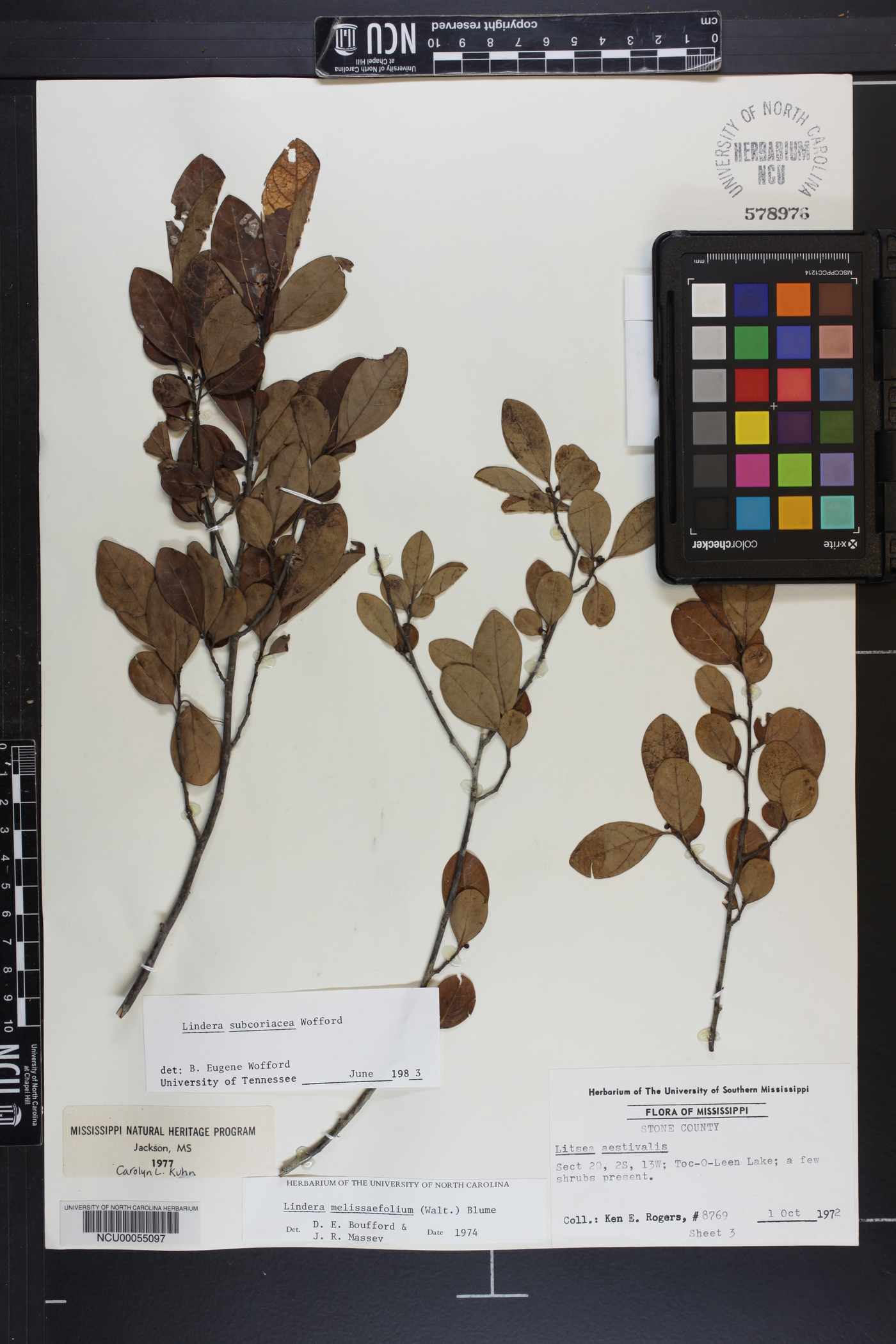 Lindera subcoriacea image