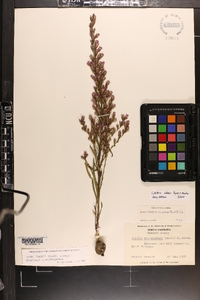 Liatris cokeri image