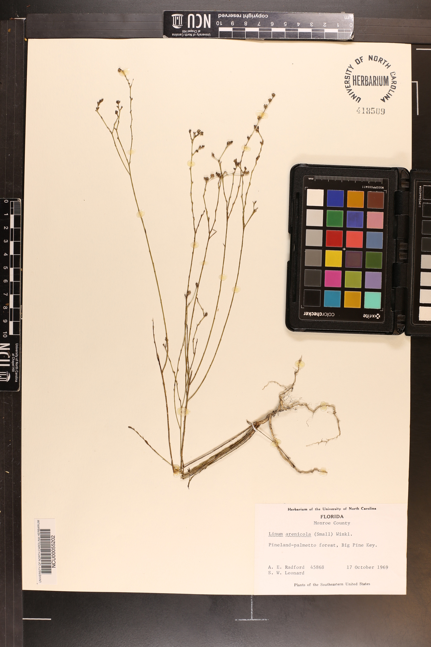 Linum arenicola image