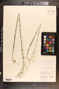 Linum floridanum image