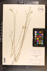 Linum floridanum image