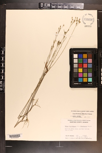 Linum floridanum image