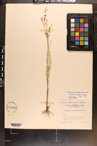 Linum floridanum image