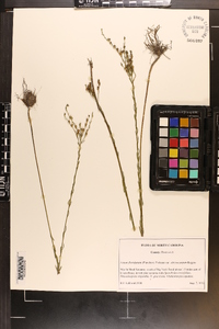 Linum floridanum var. chrysocarpum image