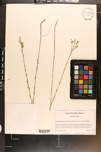 Linum floridanum var. chrysocarpum image