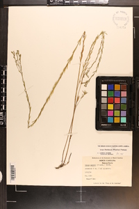 Linum floridanum image