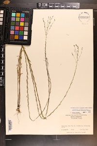 Linum floridanum image