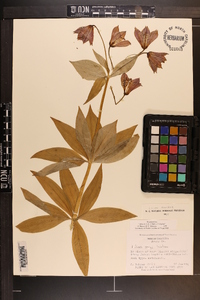 Lilium grayi image