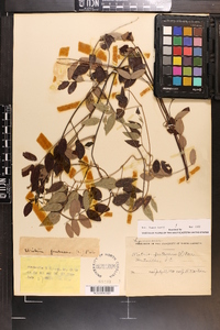 Wisteria frutescens image
