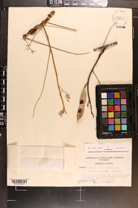 Wisteria frutescens image