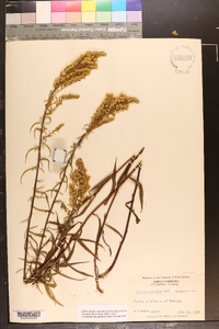 Solidago pinetorum image