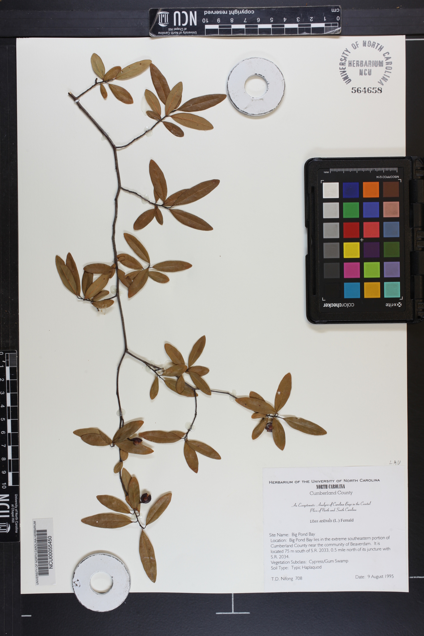 Litsea aestivalis image