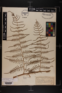 Pteridium caudatum image